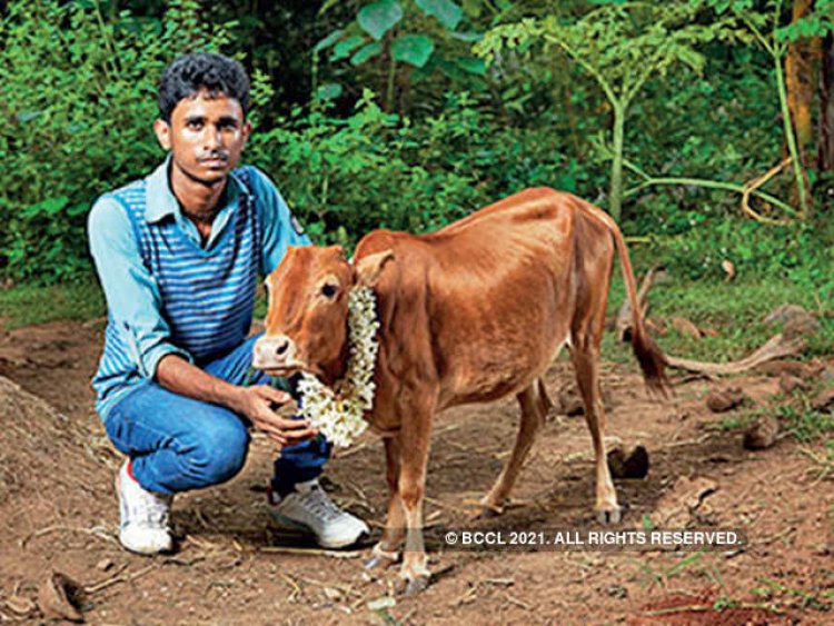 केरळची २ फूट लांबीची 'मानिक्यम' ठरली जगातली सवात छोटी गाय !