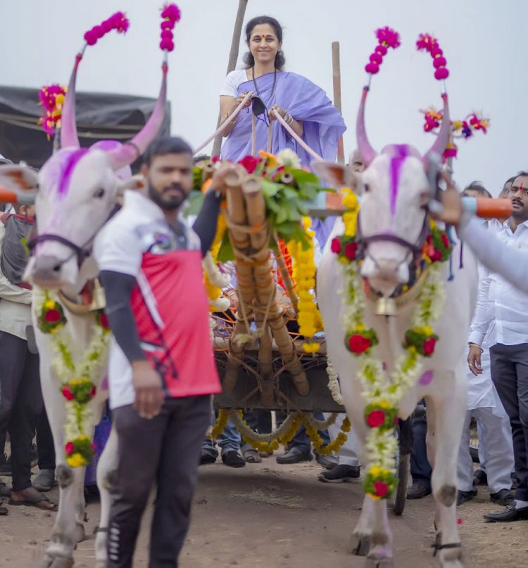 खा. सुप्रिया सुळेंनी लावली बैलगाडा शर्यतीला हजेरी