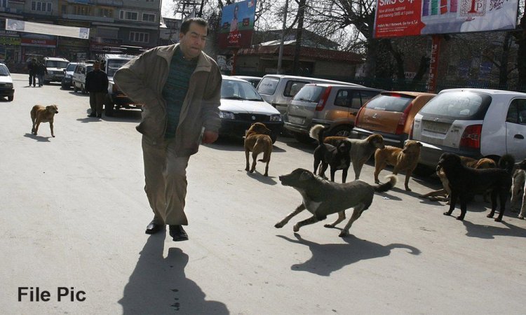 भटक्या कुत्र्यांच्या बंदोबस्तासाठी मारूती भापकर यांचे आयुक्तांना साकडे