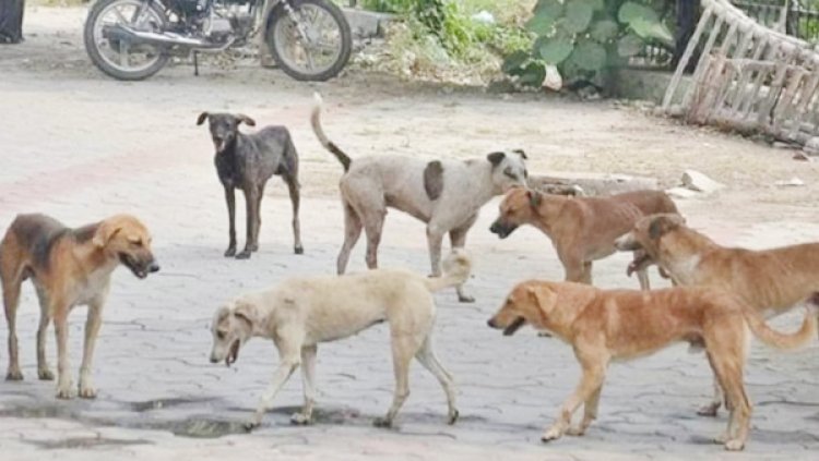 पुण्यात भटक्या कुत्र्यांनी हल्ला चढविल्याने मुलगा गंभीर जखमी