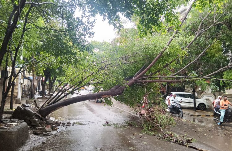 संततधार पावसामुळे पिंपरीत झाड रस्त्यावर उन्मळून पडले