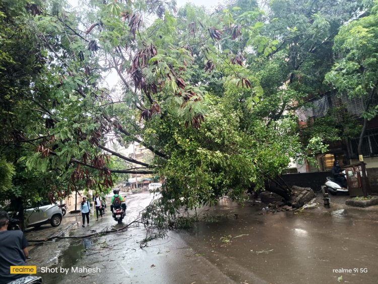 संततधार पावसामुळे पिंपरीत झाड रस्त्यावर उन्मळून पडले